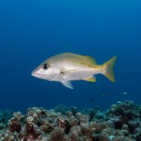 Bigeye Snapper