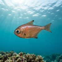Small copper-toned bigeye fish with large dark eyes schooling under a rocky ledge.