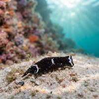 Headshield Slug