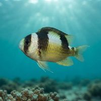 Black-banded Damselfish