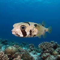 Black-blotched porcupinefish with brown blotches and long spines resting near a coral reef ledge.