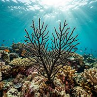 Black coral colony with dark branching skeleton and pale white or translucent polyps extending from the branches against a deep reef wall.
