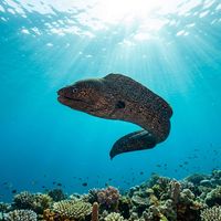 Black Moray eel with uniformly dark brown-black body peering from a crevice in a rocky Atlantic reef.