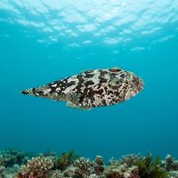 Blackbanded Stargazer