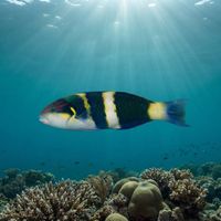 Blackbar Wrasse