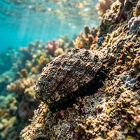 Abalone clinging to a rocky reef, showing an oval shell with a row of respiratory holes along the edge and a fleshy frilled mantle beneath.