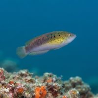 Blackspotted Wrasse