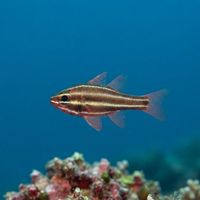 Blackstriped Cardinalfish