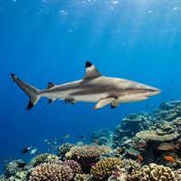 Blacktip reef shark with distinctive black-tipped fins swimming along a shallow coral reef in blue water.