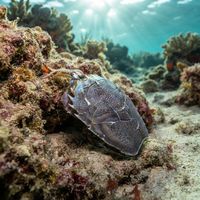 Spiny mole crab with a spiny, sand-coloured carapace half-buried in a sandy seafloor.