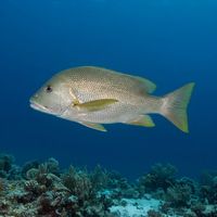 Blubberlip Snapper