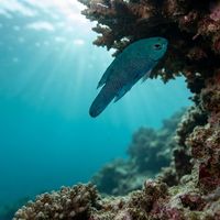 Blue Assessor