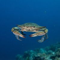 Blue crab with mottled olive-brown shell and bright blue-tinged claws resting on sandy estuary bottom.
