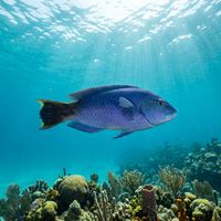 Creole Wrasse showing purple-blue and yellow colouration swimming in open water above a Caribbean coral reef.