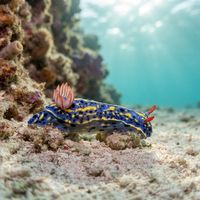 Blue Dorid Nudibranch