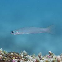 Blue Gudgeon