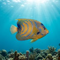 Blue Ringed Angelfish with orange body and bright blue concentric ring markings swimming along a coral reef.