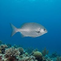 Adult blue sea chub with grey-blue body and faint pale stripes cruising over a coral reef.