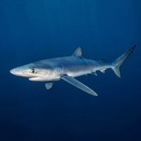 Blue shark with vivid indigo-blue dorsum, white underside, and long pectoral fins swimming in open blue water.