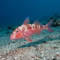 Blue-spotted Goatfish
