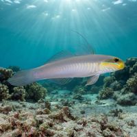 Blue-streak Goby