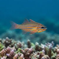 Blue-striped Cardinalfish