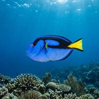 Blue tang with vivid royal-blue body, black palette-shaped marking, and yellow tail tip swimming over a coral reef.