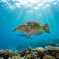 Blue throated wrasse adult male with vivid blue throat patch and complex body colouration swimming over a rocky reef.