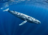 Blue whale showing mottled blue-grey skin and elongated body near the ocean surface in open blue water.