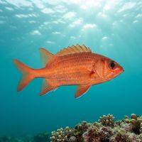 Bluelined Squirrelfish