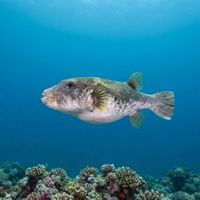 Bluespotted Puffer