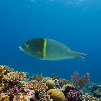 Adult bluespotted wrasse with a dark body covered in small blue spots cruising over a coral reef.