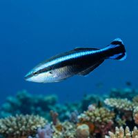 Bluestreak cleaner wrasse showing pale blue-and-black horizontal stripe along its slender body, hovering above a coral reef.