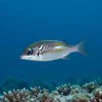 Bluestripe Coral Bream