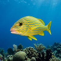 Bluestriped grunt with vivid blue and yellow horizontal stripes swimming near a coral reef ledge.