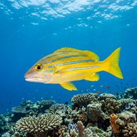 Bluestriped Snapper with four bright blue horizontal stripes on a yellow body, swimming in a school over a coral reef.