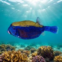 Adult bluetail trunkfish with a boxy blue-tinted body and pale spots resting near a coral reef.