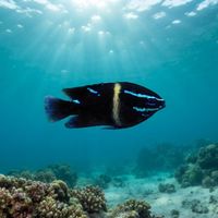 Bluevelvet Damselfish