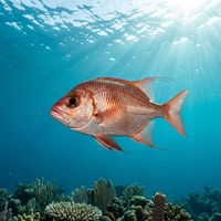 Boarfish