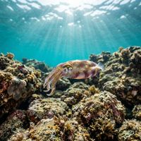 Bobtail squid with rounded mantle, large eyes, and speckled brown and white patterning resting on sandy seafloor.