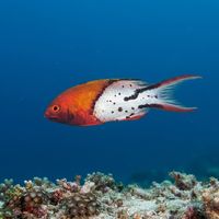 Lyretail Hogfish