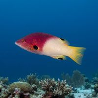Adult axilspot hogfish with white body, dark face patch and black spot near the tail, resting near a coral reef.