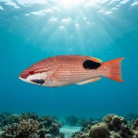Saddleback Hogfish