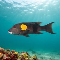 Galápagos Sheephead Wrasse