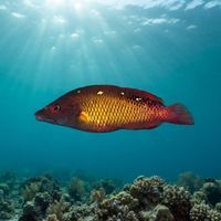 Diana's Hogfish