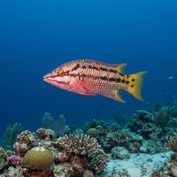 Adult Mexican hogfish with a pinkish-tan body and two dark stripes cruising over a rocky Pacific reef.