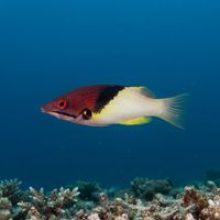 Blackbelt Hogfish