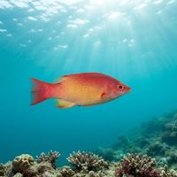 Bay Of Bengal Hogfish