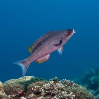 Creole wrasse with deep purple-blue body and darker fins schooling over a Caribbean coral reef.
