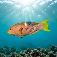 Goldspot Hogfish